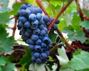 Vines to Wines Photos